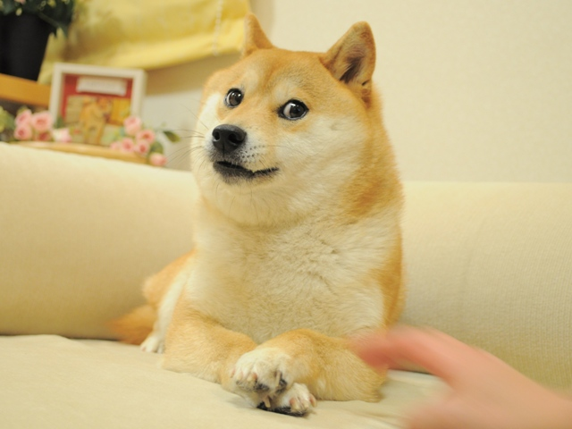 “Doge” became the most expensive meme NFT ever when it sold to PleasrDAO for $4 million in June 2021. The token was minted on Zora (Source: Zora)